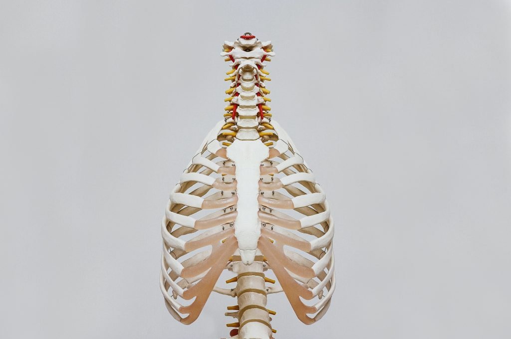 Polyjet Thorasic Cavity